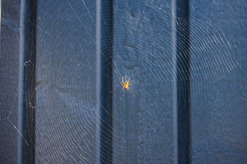 Macro view of spider on net of black wooden background.