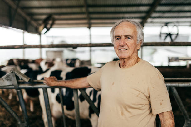istock Dairy cattle rancher in the corral 1572467466