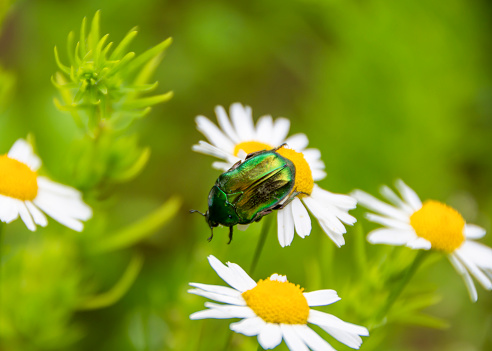 Green Maybug on a chamomile close-up. beauty of nature