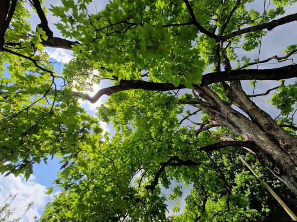 istock Trees with green leaves from below 1572477718