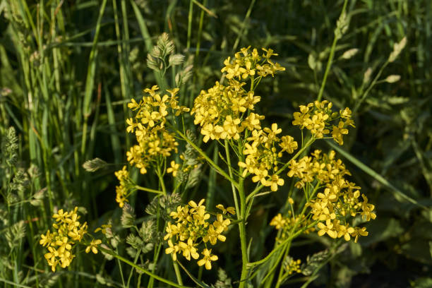 istock Barbarea (lat. Barbarea) blooms on a meadow. 1572478779