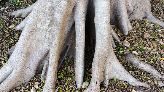 Big tree root in the forest