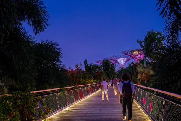 turyści idący mostem dragonfly do supertrees na codzienny wieczorny pokaz świetlno-muzyczny w gardens by the bay w singapurze. niedoświetlony, słabo oświetlony - lowlight zdjęcia i obrazy z banku zdjęć