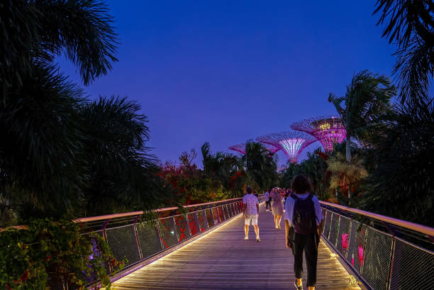 туристы спускаются по мосту стрекоза к супердеревьям для ежедневного вечернего светового и музыкального шоу в садах у залива, сингапур. не� - lowlight стоковые фото и изображения