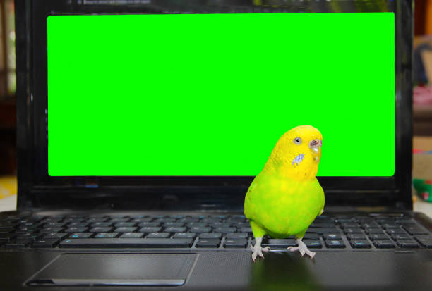 istock freelancer working with green parrot and a laptop computer with a chroma key 1572492027