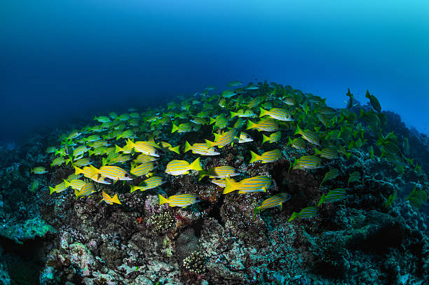 Fishes in the sea - foto de stock