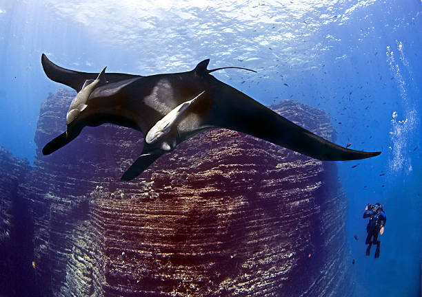 Giant Manta and Diver