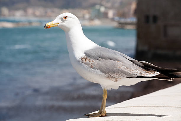 seagull stock photo