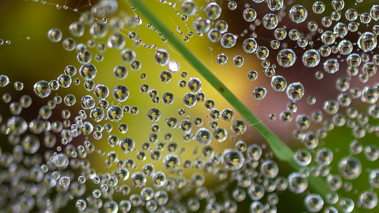 drops of dew on tangled spider web on green background look like galaxy