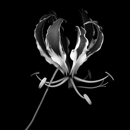 Close-up view of a Glory Lily 'Rothschildiana' (Gloriosa superba). The single flower is isolated against a black background.