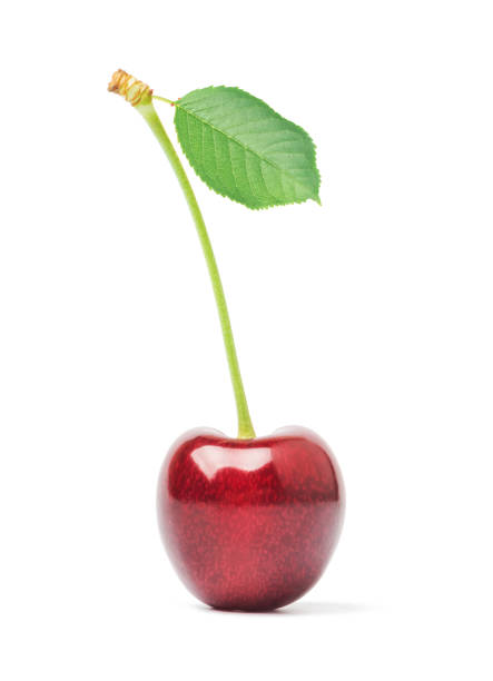 istock Fresh cherries with green leaves. Isolated on white background. 1572510019
