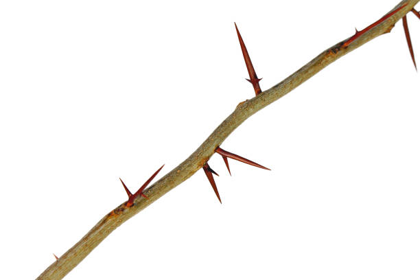 istock A branch of a tree with sharp long xiphoid thorns on a white background 1572517747