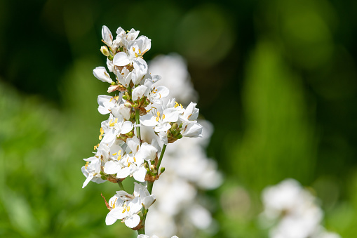 Short to medium, slightly hairy annual or biennial. Basal leaves forming a rosette, elliptical toothed or untoothed; stem leaves usually untoothed, unstalked. Flowers white, 3mm. Fruits linear, 5-20mm, hairless, not flattened.\n\n\n\n\n