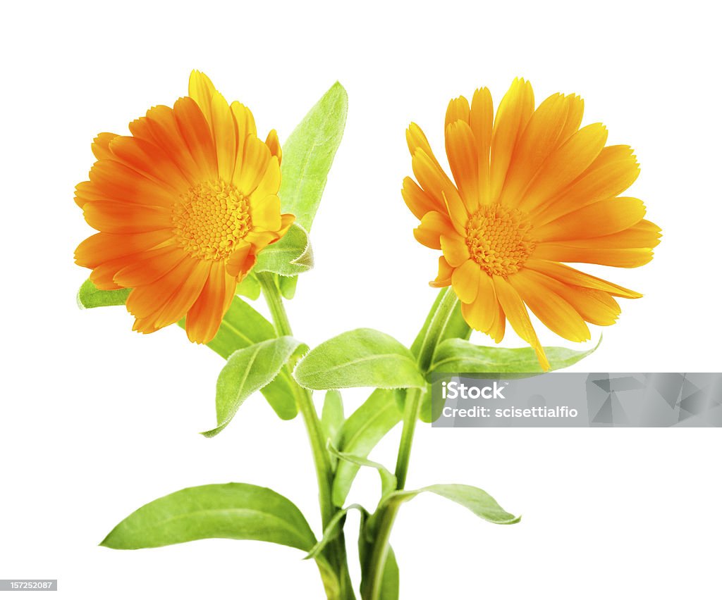 Fleurs de Calendula - Photo de Arbre en fleurs libre de droits