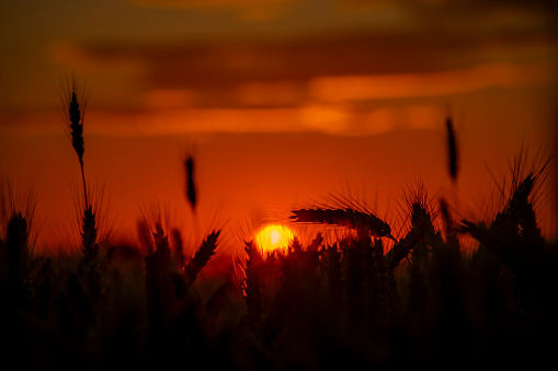 Summer color grain field in sunset evening near Roprachtice mountains village