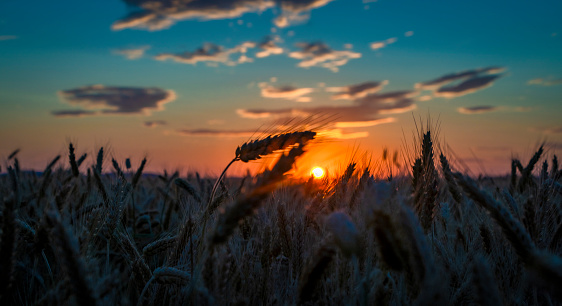 Summer color grain field in sunset evening near Roprachtice mountains village