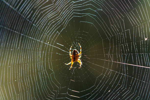 istock Blurred silhouette of a spider in a web on a blurred natural green background. Selective focus 1572527922