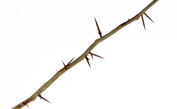 istock A branch of a tree with sharp long xiphoid thorns on a white background. 1572544540
