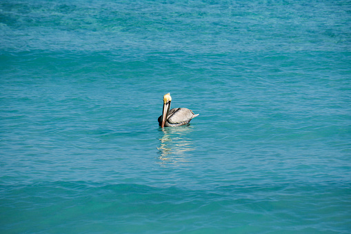 Beautiful view of pelican swimming in turquoise waters of Atlantic Ocean. Caribbean. Aruba.
