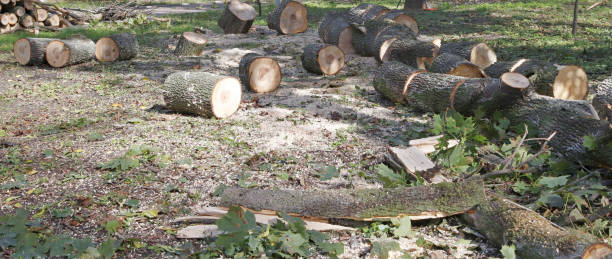 istock Depicted is a tree sawn into logs for firewood. 1572555141