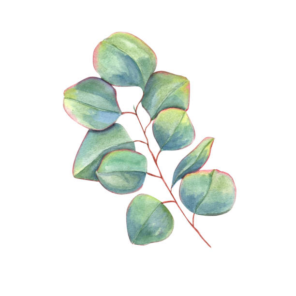 istock Green eucalyptus branch isolated on white background. Silver dollar greenery. Watercolor illustration of leaves for wedding invitation, stationary, greetings, background 1572556192