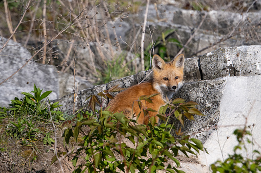 Red fox kit hidden in plain sight