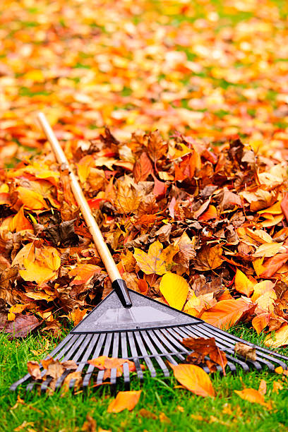 Fall leaves with rake stock photo