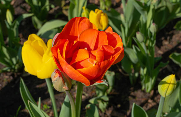 istock Red Tulips Outdoor, Spring Tulipa Flowers 1572561027