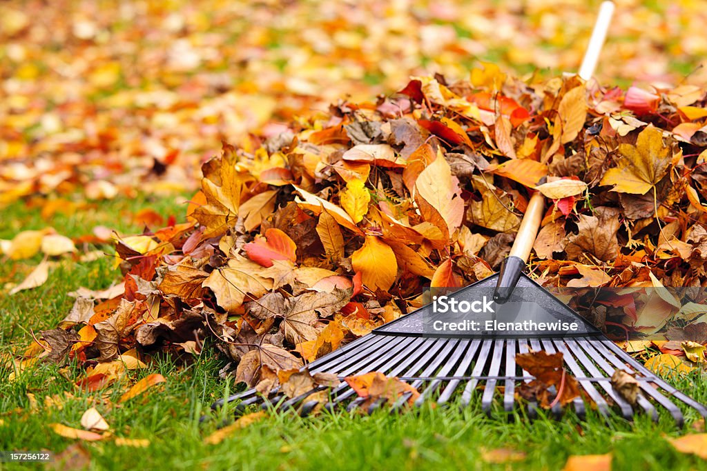 Fall leaves with rake Pile of fall leaves with fan rake on lawn Leaf Stock Photo