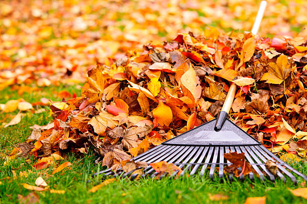 Fall leaves with rake Pile of fall leaves with fan rake on lawn yard grounds stock pictures, royalty-free photos & images
