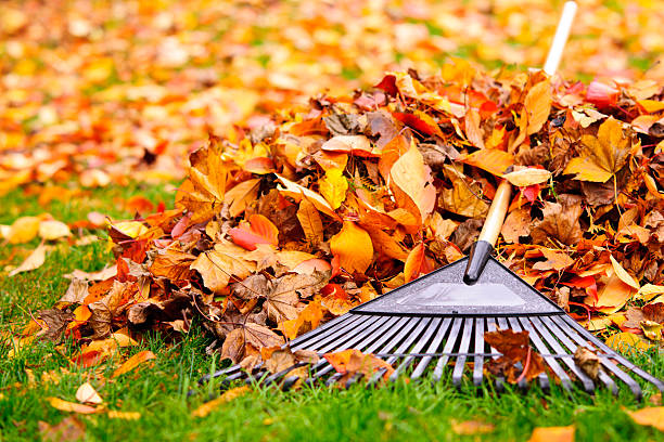 Fall leaves with rake Pile of fall leaves with fan rake on lawn fall lawn stock pictures, royalty-free photos & images