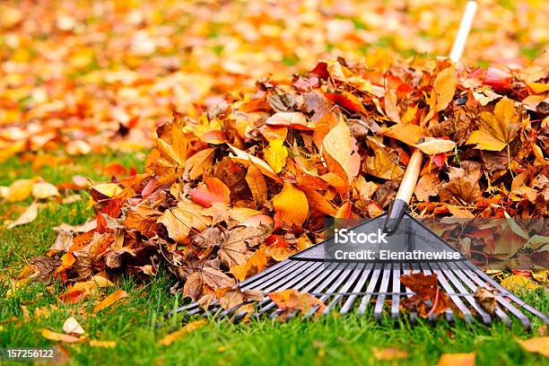 Fall Leaves With Rake Stock Photo - Download Image Now - Leaf, Autumn, Rake
