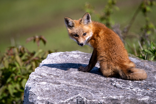 Red fox kit looks back while sitting on a rock