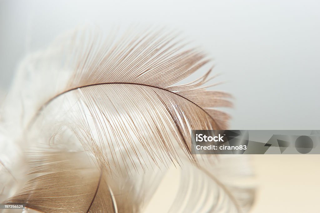 White And Brown Feathers Texture Background Stock Photo - Download Image  Now - Feather, Backgrounds, Lightweight - iStock