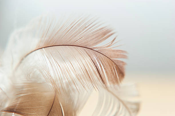 White And Brown Feathers Texture Background stock photo