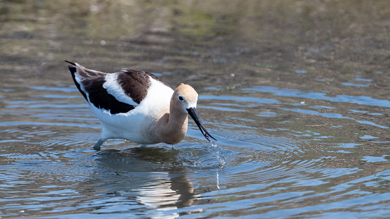 American avocet wading and feeding