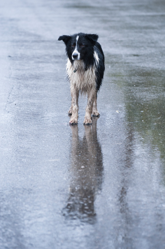 Abandoned wet dog under the rain on the street. The image is processed from 16 bit RAW files in sRGB colorspace, as possible to maintain the color fidelity and a little of grain added for the mood.