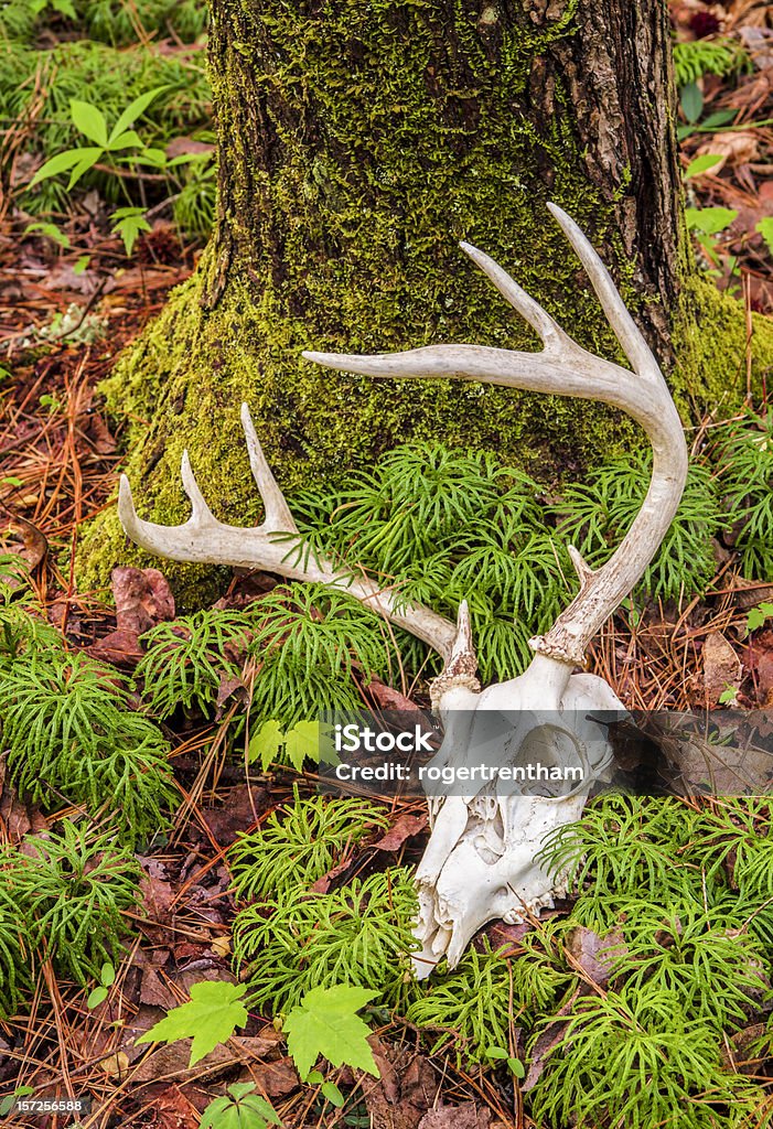 Deer Skull on Forest piso - Foto de stock de Asta libre de derechos