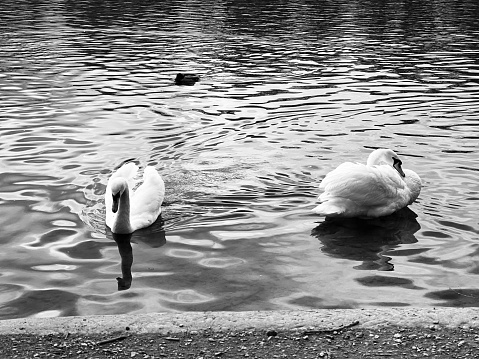 A white goose (Anser caerulescens) gliding across a tranquil pond