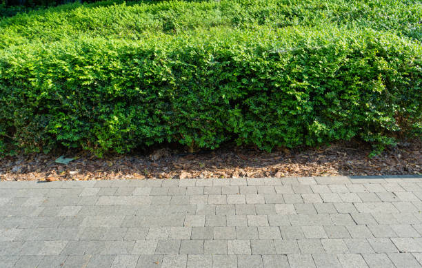 istock Green Hedge Texture Background, Leaves Wallpaper, Foliage Pattern, Green Plant Wall Mockup 1572575219