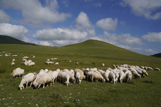 istock sheep on the plateau in summer 1572575298