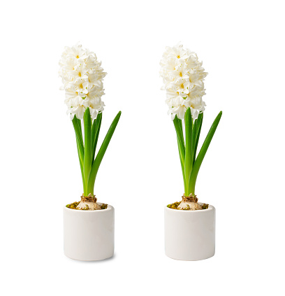 Hyacinth Isolated on White Background, Spring Flower Closeup with Copy Space, Beautiful Hyacinthus Flowers, White Hyacinth Banner