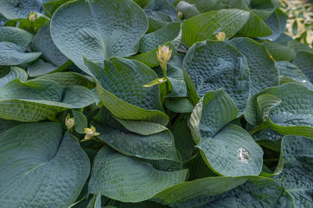 Hosta Leaves Texture Background, Hostas Leaf Nature Pattern, Funkia, Big Daddy Leaves, Plantain Lilies, Sieboldiana Elegans Beautiful Foliage