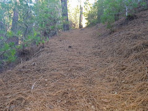 A walking trail meanders through a forest of pine trees. The trail is covered with a carpet of pine needles, which creates a soft and natural sound as you walk