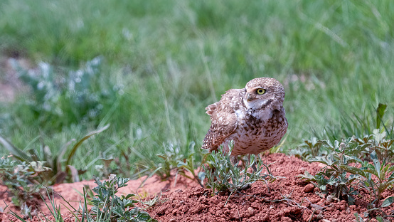 Burrowing owl watches intently