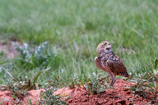 Burrowing owl watches the sky