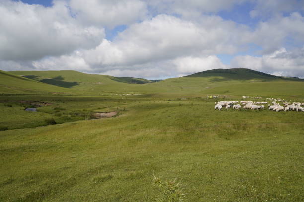 istock sheep on the plateau in summer 1572575749