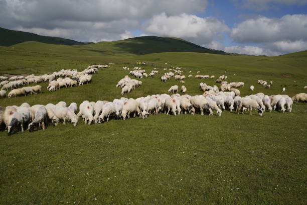 istock sheeps in nature, beautiful plateau 1572575783
