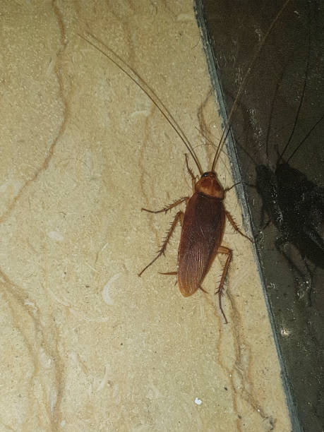 istock The Disgusting Truth About American Cockroaches 1572575921