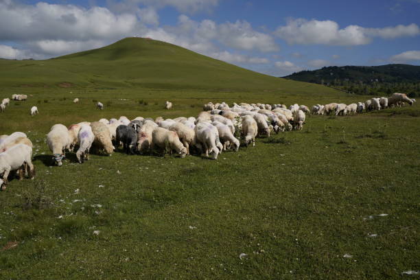 istock sheeps in nature, beautiful plateau 1572575976